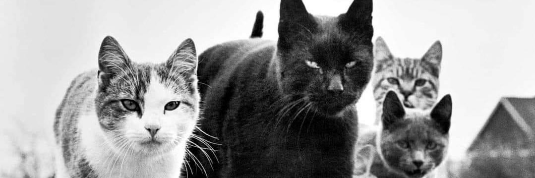 Elson Andrés Bórquez banner