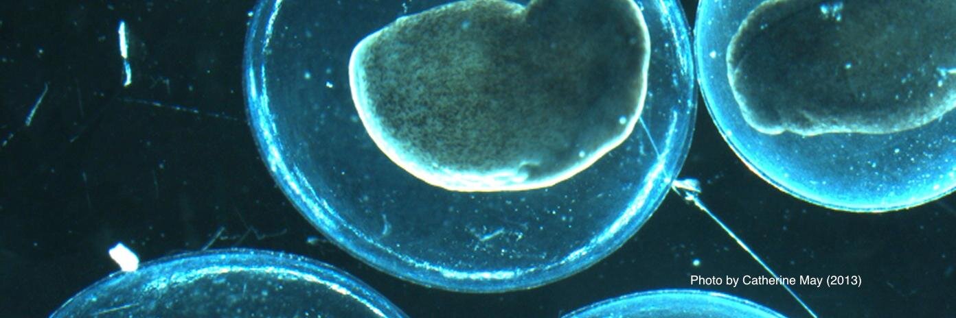embryo project banner
