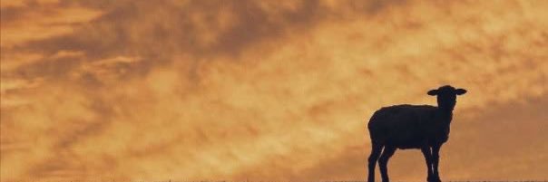 chandra_erika's profile banner image
