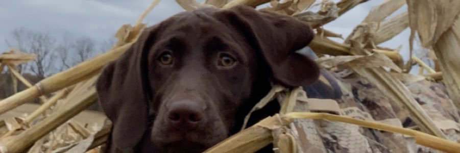 Bub_3's profile banner image