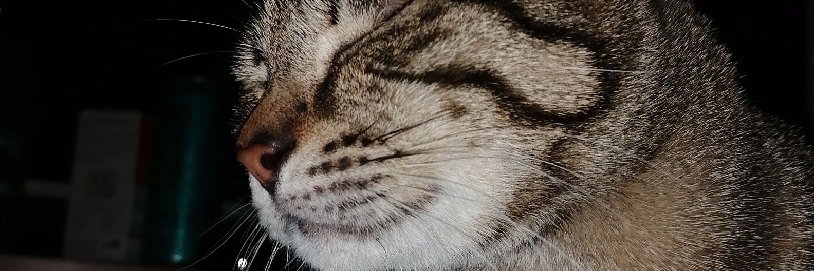 lous_milkshake's profile banner image