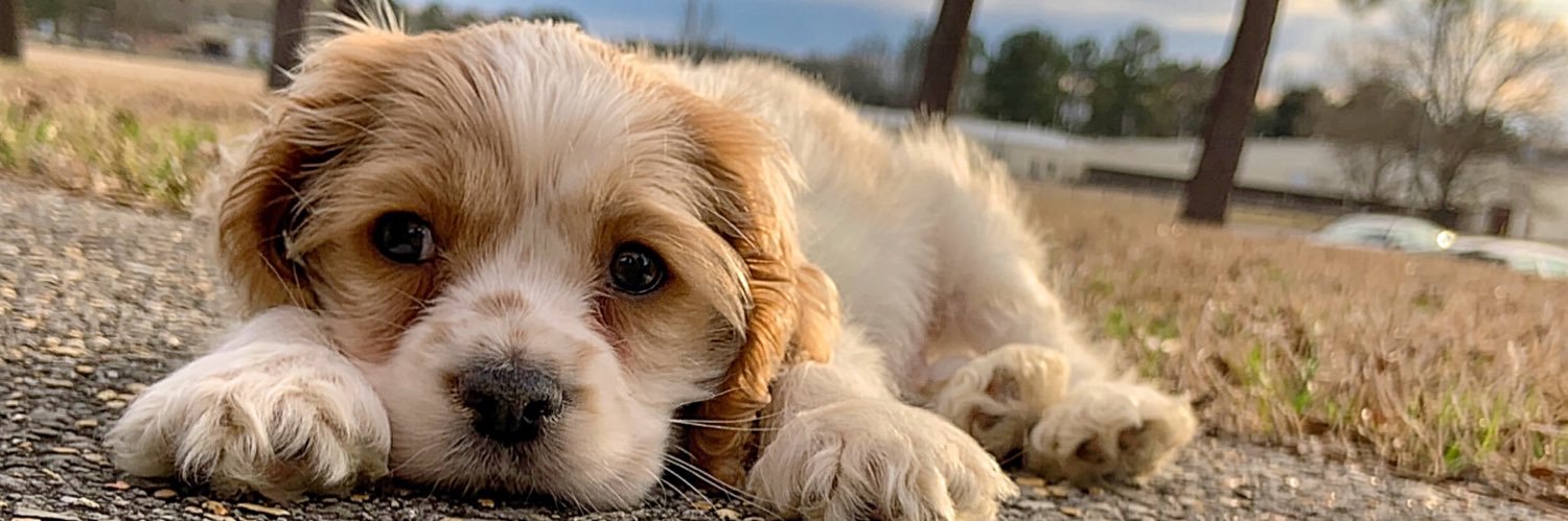 ChandlerPagee's profile banner image