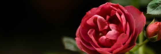 Simply_Bianka's profile banner image