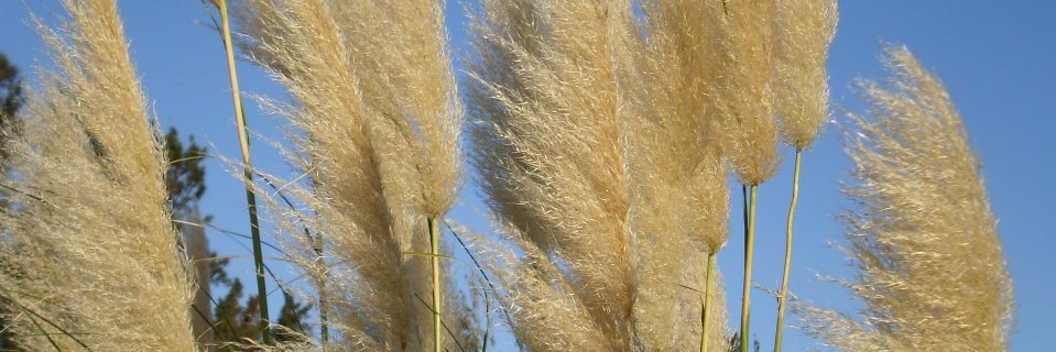 Lucía Demichelis banner