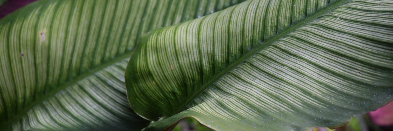 brindsey's profile banner image