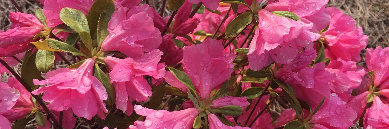 Rose L. Horton banner