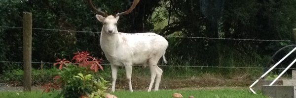 prua82 Profile Banner