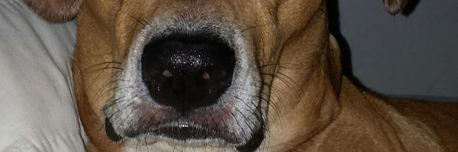 deialula's profile banner image