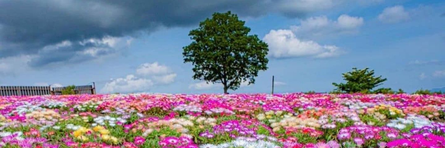 MomRocker's profile banner image