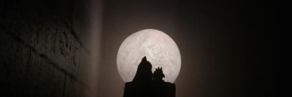 petitenut's profile banner image