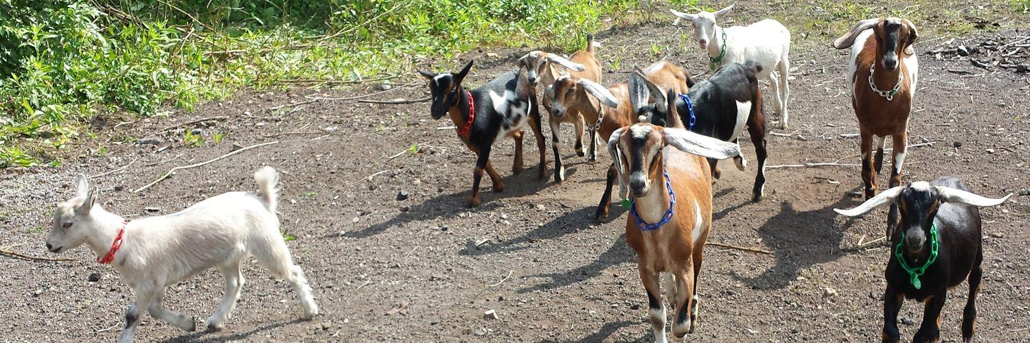 Steel City Grazers banner