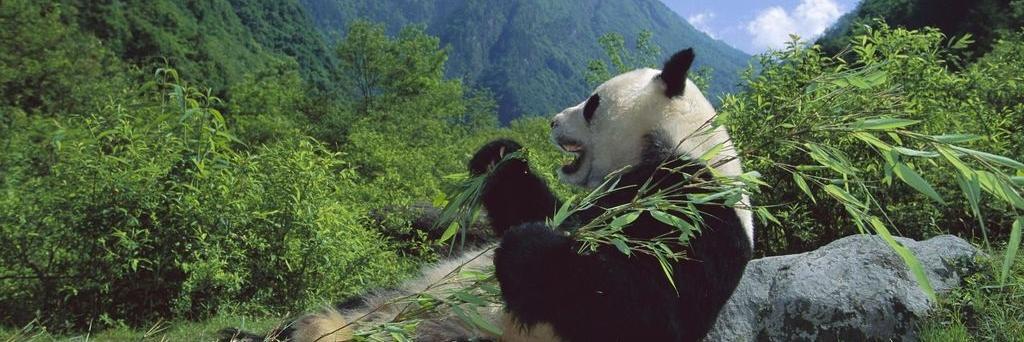 KidPanda banner