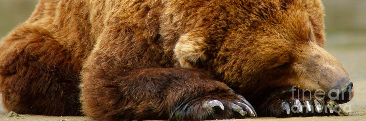 SL33PINGBEAR's profile banner image
