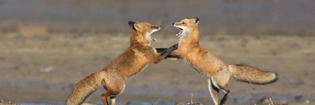 Carlos Santander D. banner