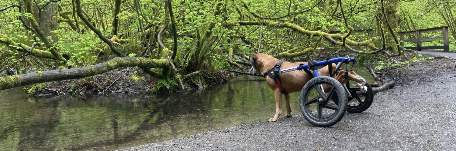 Boxerus Maximus banner