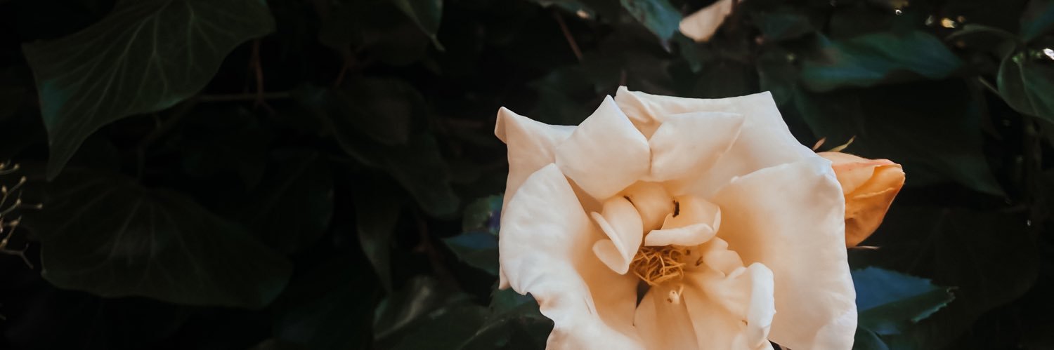 DebbieMoon_'s profile banner image