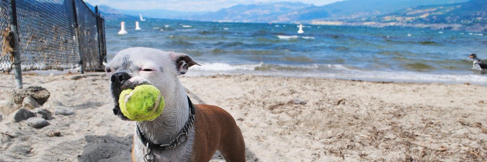 TorontoTerrier's profile banner image