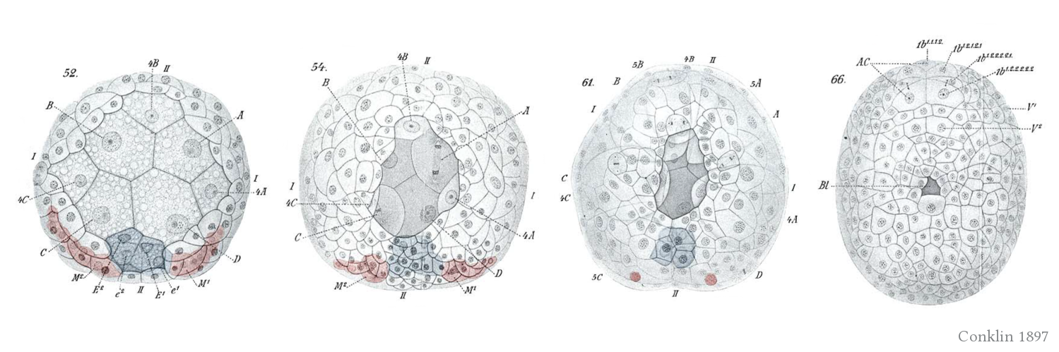 📑 EvoDevo Papers banner