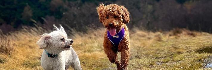 Tiffany | Tiff & Bear’s Bakery banner