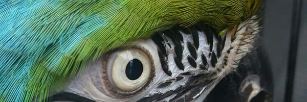 ProblemParrots Profile Banner