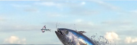 NikolaJokicJamalMurray banner