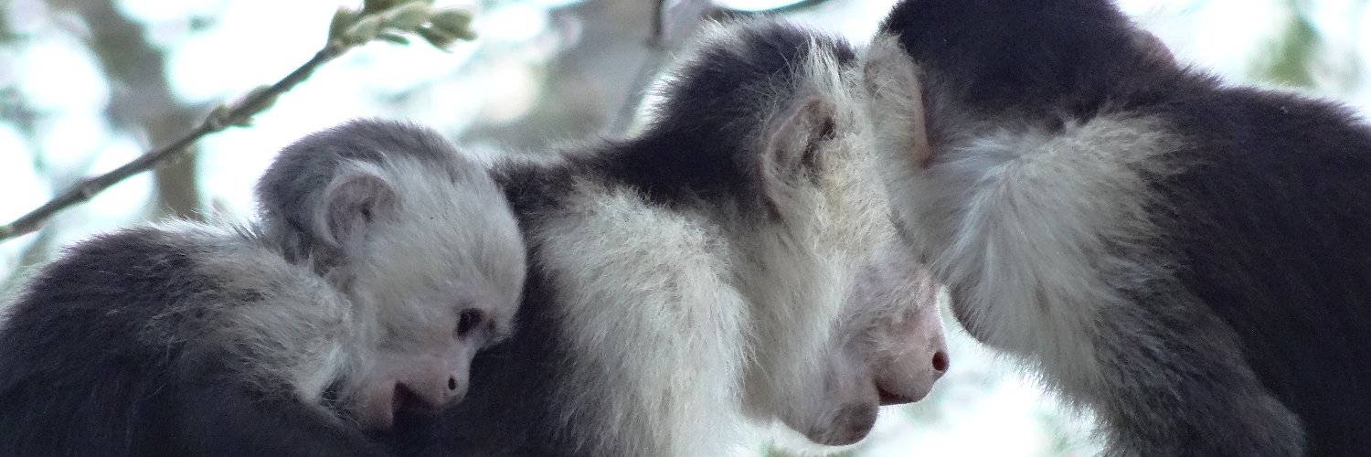 Wild Capuchin Foundation banner