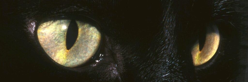 BSchittini's profile banner image