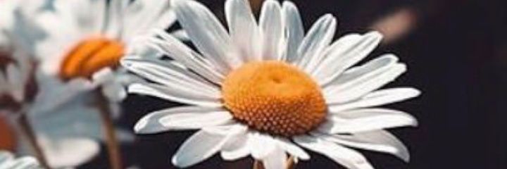 ohrena's profile banner image