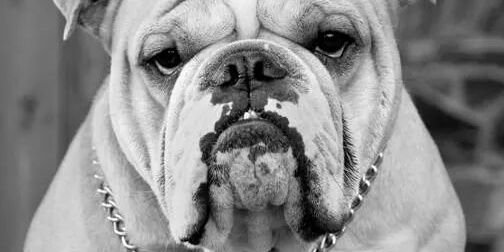 Paul Storment banner