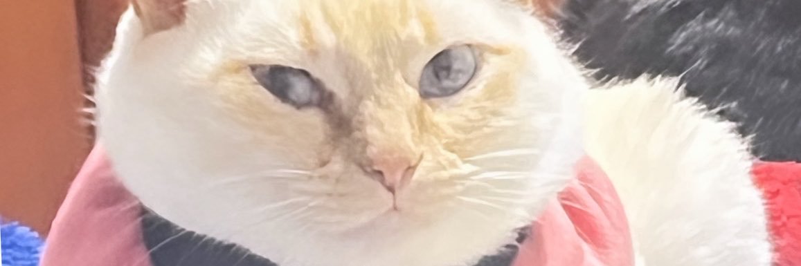 gatadebotax's profile banner image