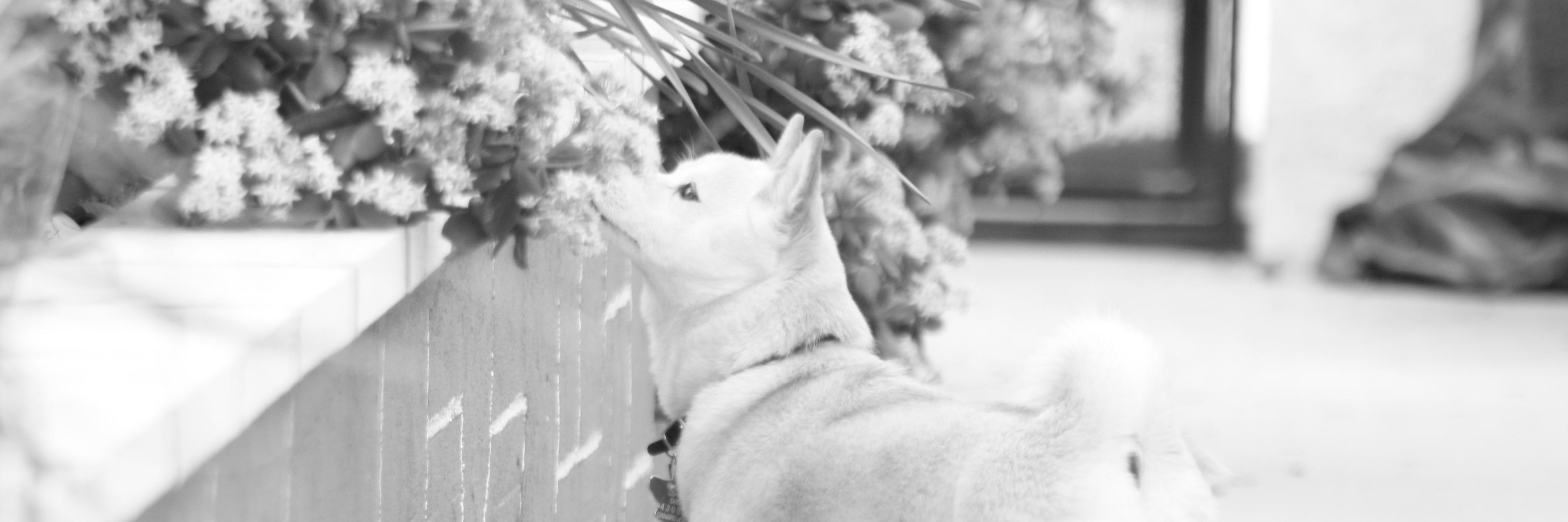 WalkingYuki's profile banner image