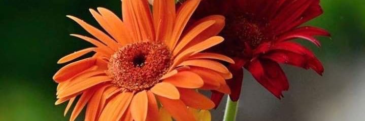 jacquelineswin's profile banner image