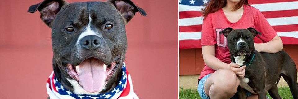 PeaceForPaws's profile banner image