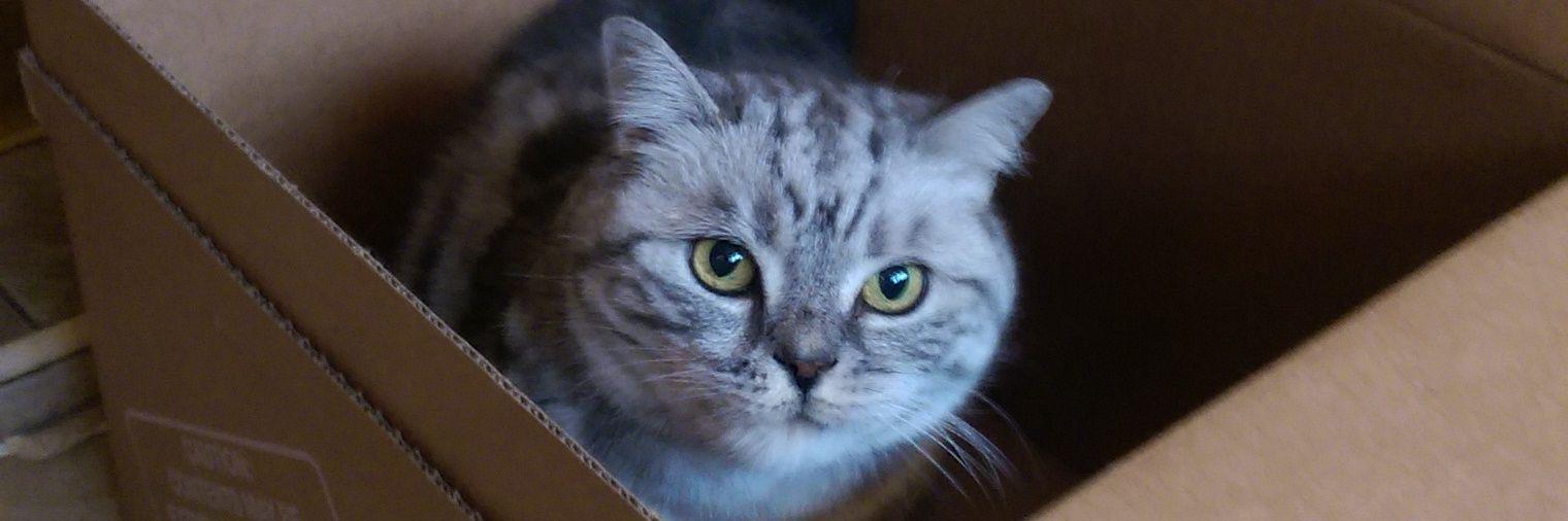 gibbonius's profile banner image