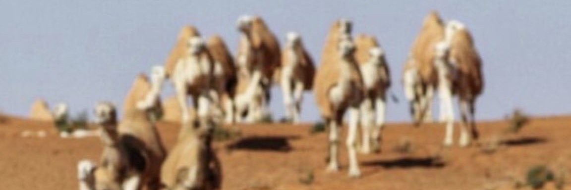 saadtarjm's profile banner image
