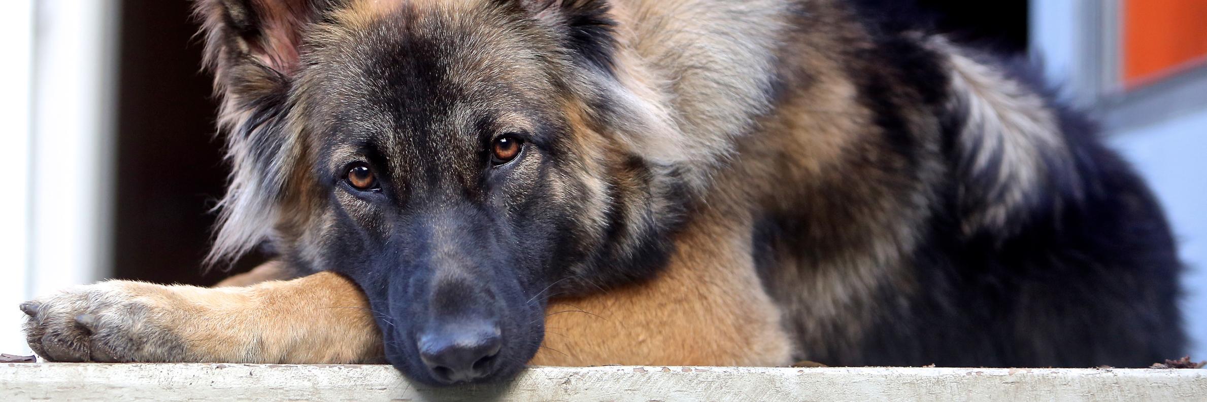 LADogworks's profile banner image