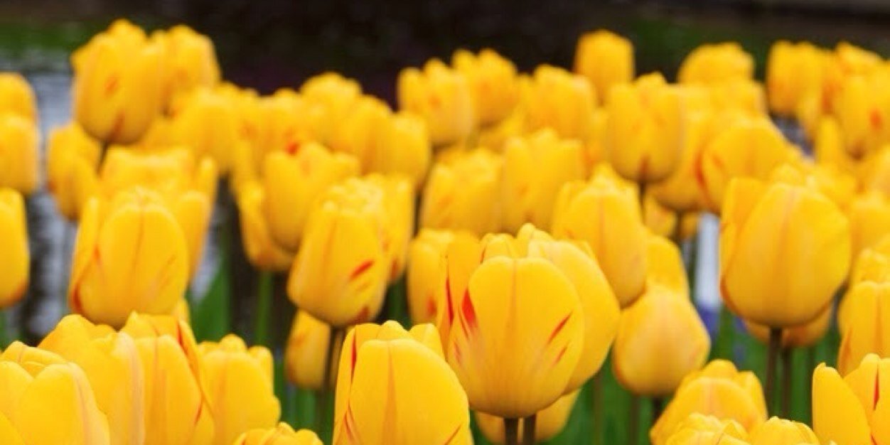 Melania Zacchetti banner