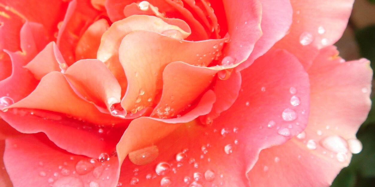 CatherineMaryStewart's banner