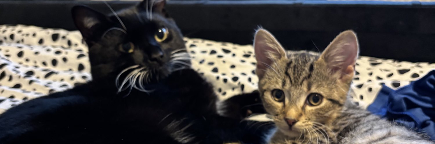 devlofthouse's profile banner image