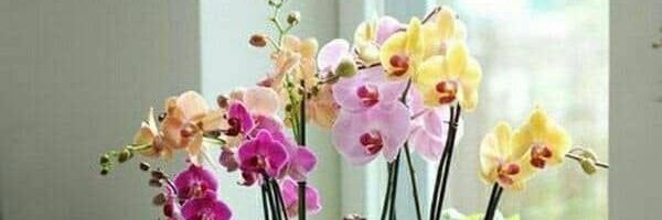 MrsCamperos's profile banner image