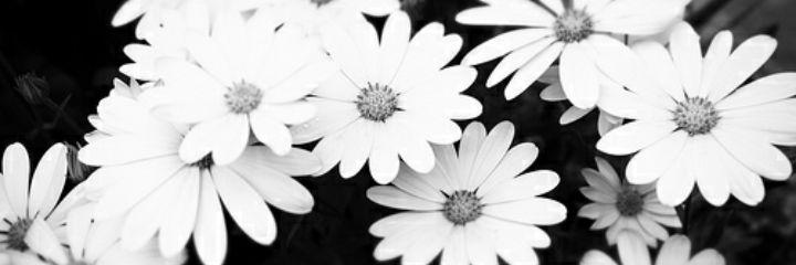 cmvl__'s profile banner image