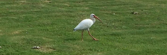 Todd Hamilton banner