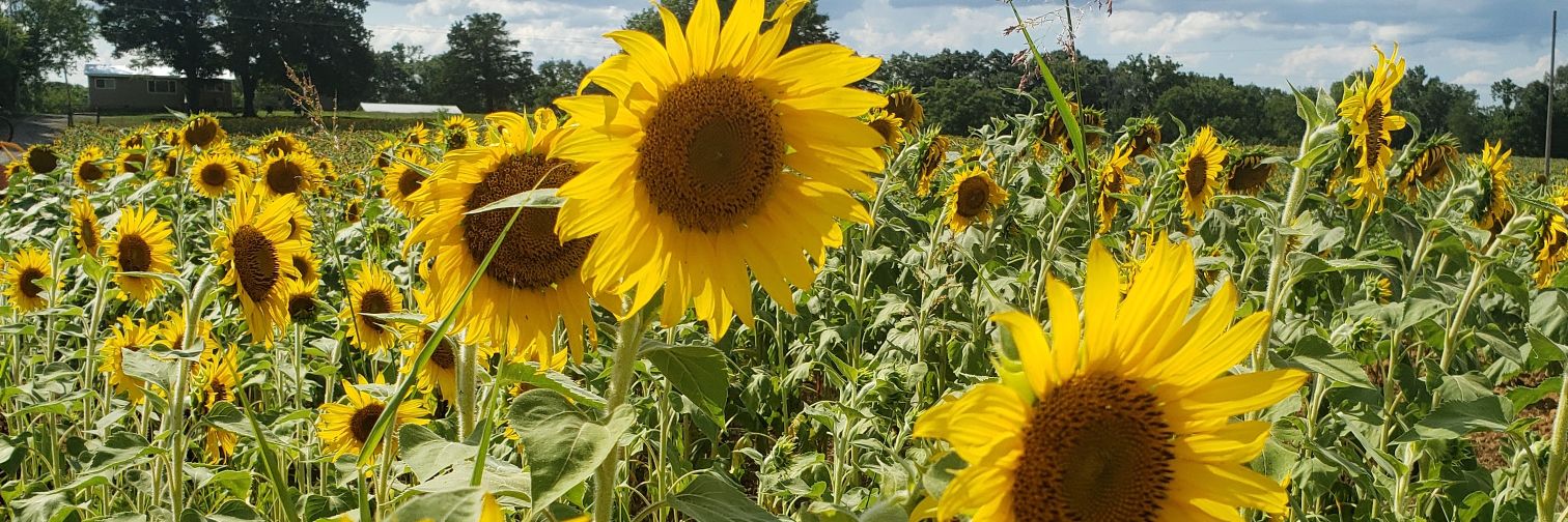 sunflowersrock4's profile banner image