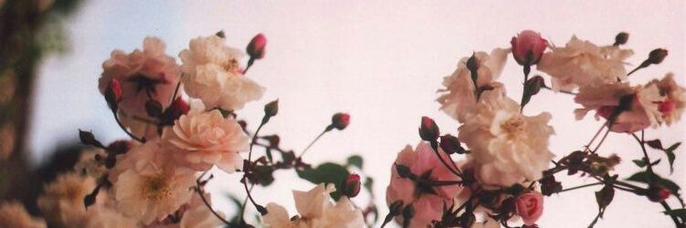 RegiSpolli's profile banner image