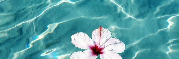cecipavao's profile banner image