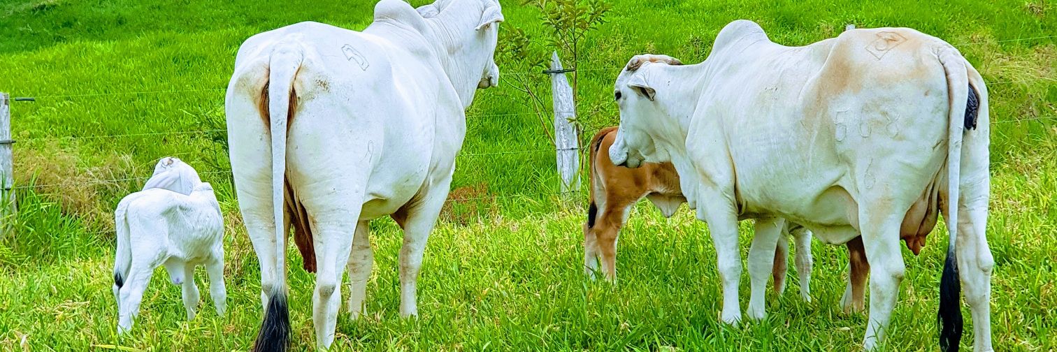 Libertad y Orden banner