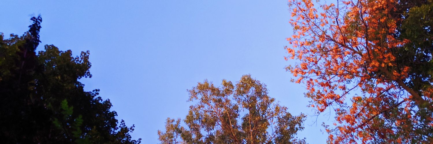 bex 🌻🌼🌷 banner