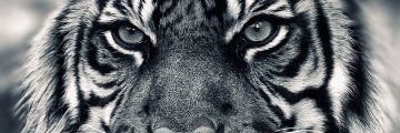 SoFaKing_Reg's profile banner image