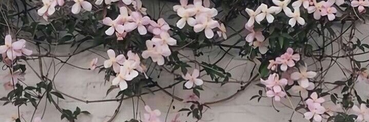 SolSpinetta's profile banner image