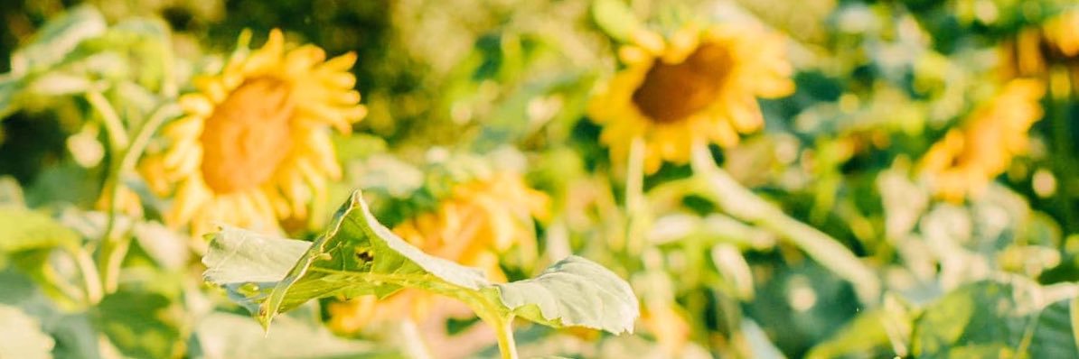 Maura_malade's profile banner image